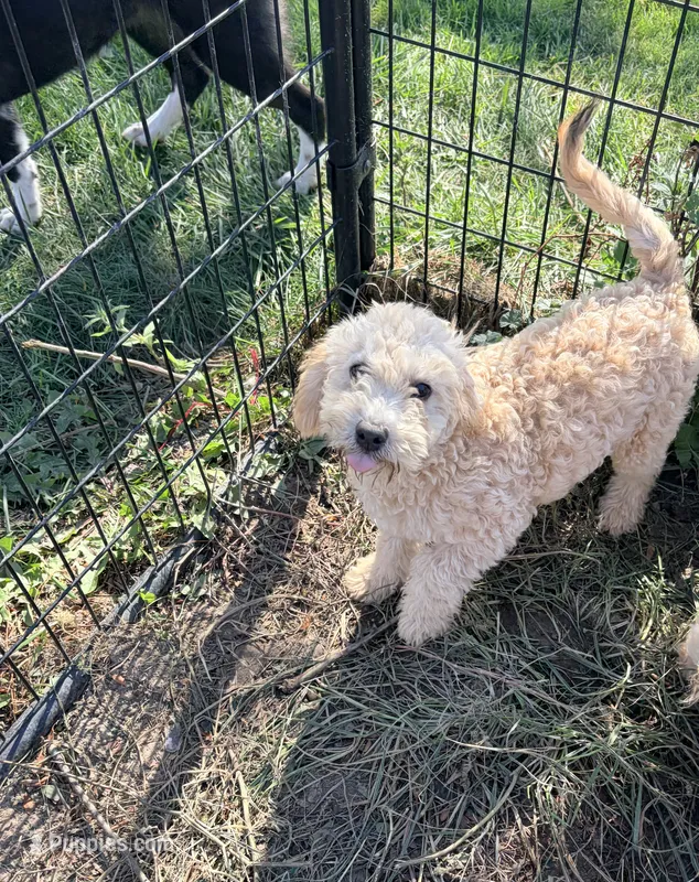 Bonnie – Poodle - Miniature  puppy for sale in Bluffton, IN