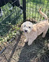 Bonnie, a female Poodle - Miniature  for sale in Bluffton, IN – 1 of 2