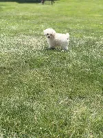 Teddy, a male Poodle - Toy  for sale in Bluffton, IN – 3 of 3