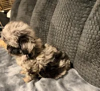 Ruffles, a female Shihpoo for sale in Bluffton, IN – 2 of 2