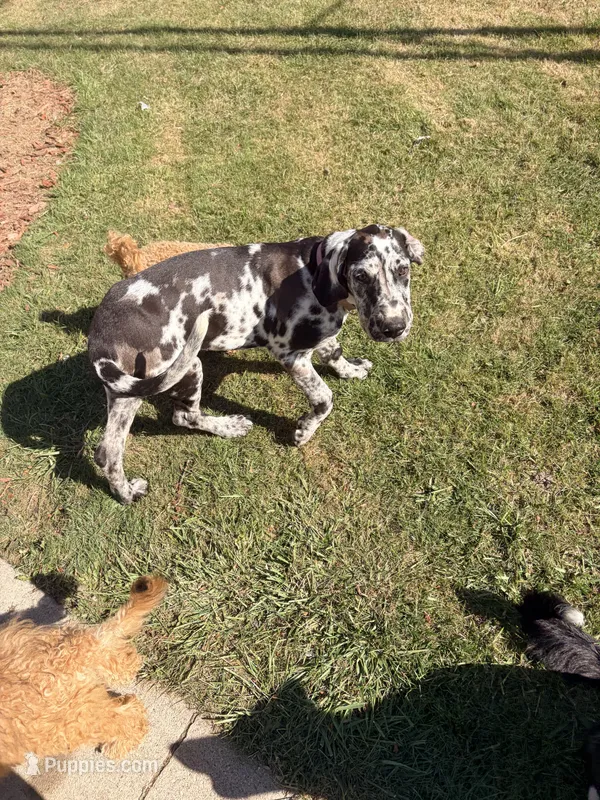 Gracie – Great Dane, English Mastiff puppy for sale in Bluffton, IN