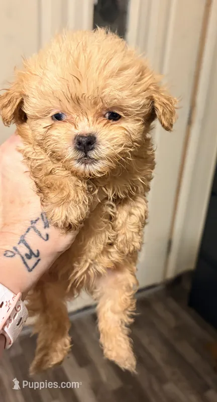 Teddy bear – Shihpoo puppy for sale in Bluffton, IN