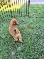 Buddy, a male Miniature Bernedoodle for sale in Bluffton, IN – 2 of 3