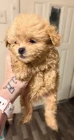 Teddy bear, a male Shihpoo for sale in Bluffton, IN – 2 of 4