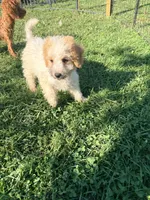 Daisy, a female Miniature Bernedoodle for sale in Bluffton, IN – 2 of 2