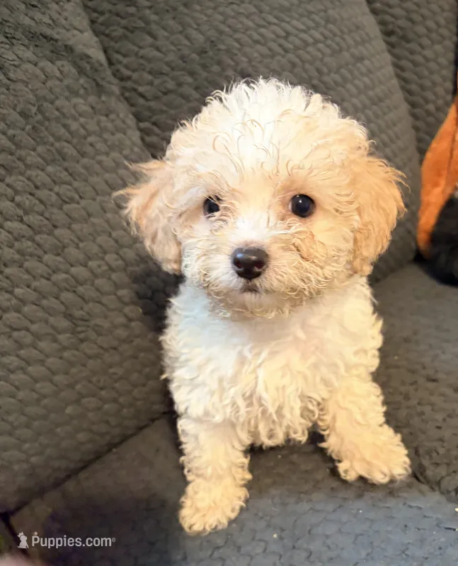 Puppy 3 – Miniature Bernedoodle puppy for sale in Bluffton, IN