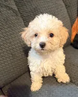 Puppy 3, a female Miniature Bernedoodle for sale in Bluffton, IN – 1 of 1