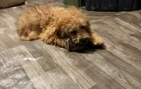 Buddy, a male Poodle - Miniature  for sale in Bluffton, IN – 4 of 4