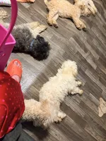Buddy, a male Poodle - Miniature  for sale in Bluffton, IN – 3 of 4