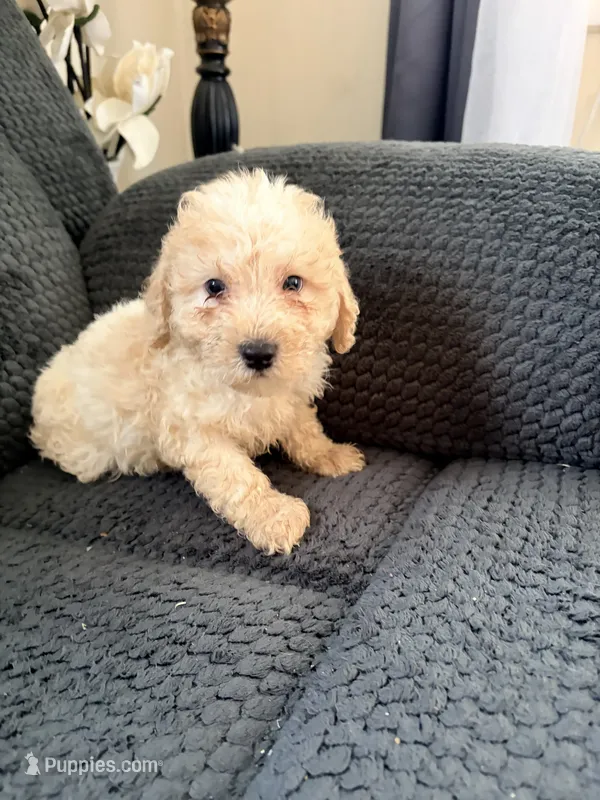 Barney – Miniature Bernedoodle puppy for sale in Bluffton, IN