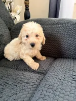 Barney, a male Miniature Bernedoodle for sale in Bluffton, IN – 1 of 1