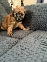 Oscar, a male Miniature Bernedoodle for sale in Bluffton, IN – 1 of 1