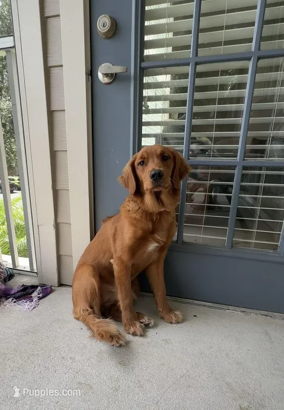 Dani – Golden Retriever puppy for sale in Orlando, FL