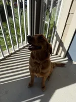 Dani, a female Golden Retriever for sale in Orlando, FL – Photo 4 of 4