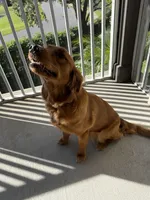 Dani, a female Golden Retriever for sale in Orlando, FL – Photo 2 of 4