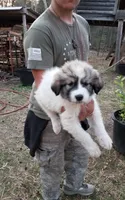 Dixie Jazz, a female Great Pyrenees for sale in Cave City, AR – Photo 3 of 4