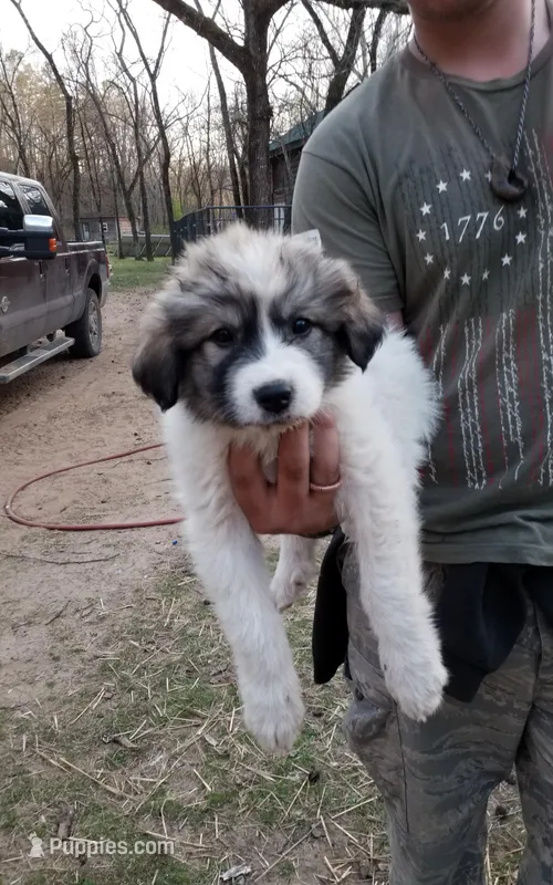 Dixie Jazz – Great Pyrenees puppy for sale in Cave City, AR