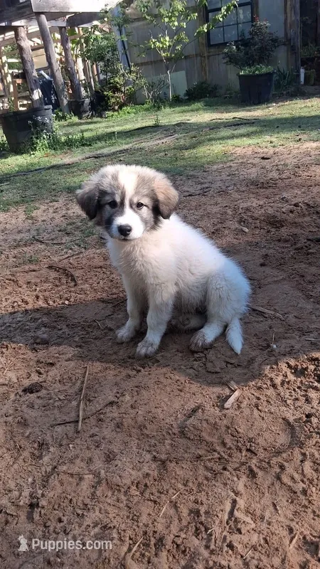 Dixie Jazz – Great Pyrenees puppy for sale in Cave City, AR
