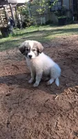 Dixie Jazz, a female Great Pyrenees for sale in Cave City, AR – 1 of 5