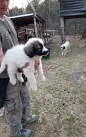 Dixie Jane, a female Great Pyrenees for sale in Cave City, AR – Photo 3 of 4