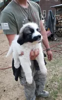 Dixie Jane, a female Great Pyrenees for sale in Cave City, AR – Photo 2 of 4
