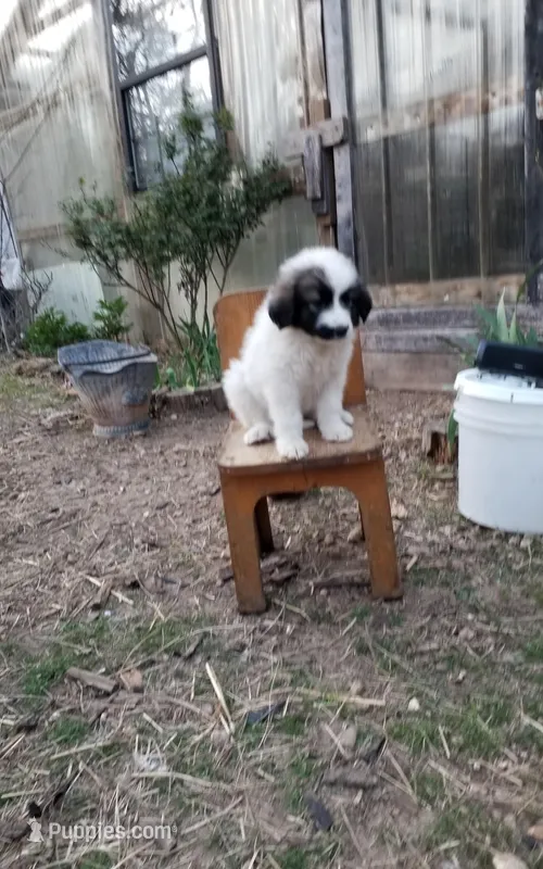 Dixie Jane – Great Pyrenees puppy for sale in Cave City, AR