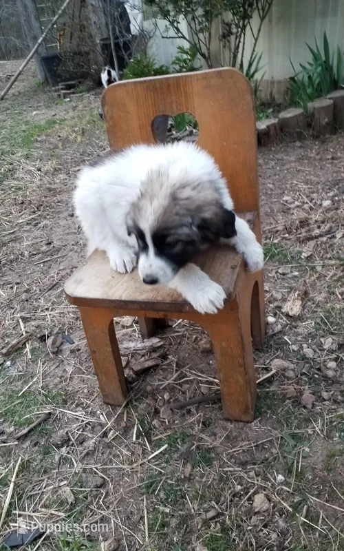 Dixie Jean – Great Pyrenees puppy for sale in Cave City, AR