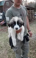 Dixie Jean, a female Great Pyrenees for sale in Cave City, AR – Photo 3 of 3