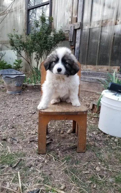 D Jax – Great Pyrenees puppy for sale in Cave City, AR