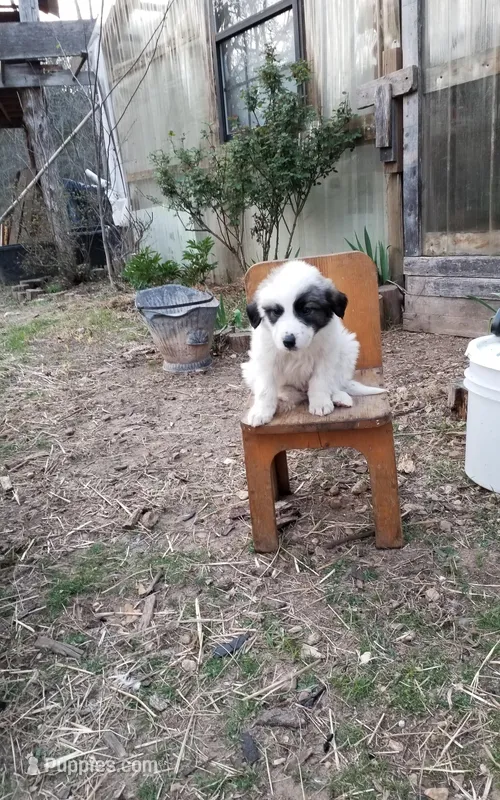 D Jake – Great Pyrenees puppy for sale in Cave City, AR