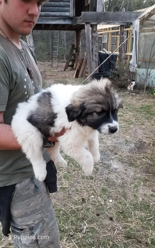 Dixie Joan – Great Pyrenees puppy for sale in Cave City, AR