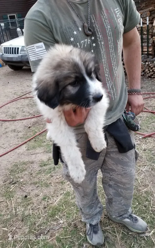 D Joey – Great Pyrenees puppy for sale in Cave City, AR