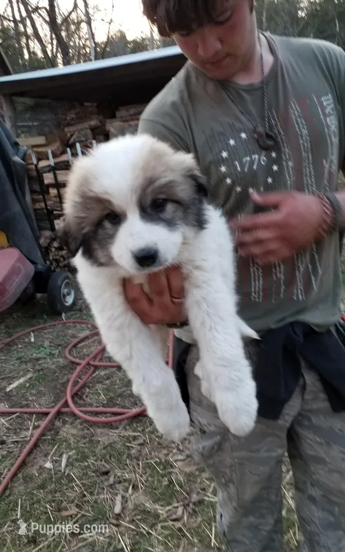 Ellie Mae – Great Pyrenees puppy for sale in Cave City, AR