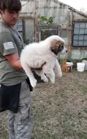 Ellie Mae, a female Great Pyrenees for sale in Cave City, AR – Photo 4 of 4