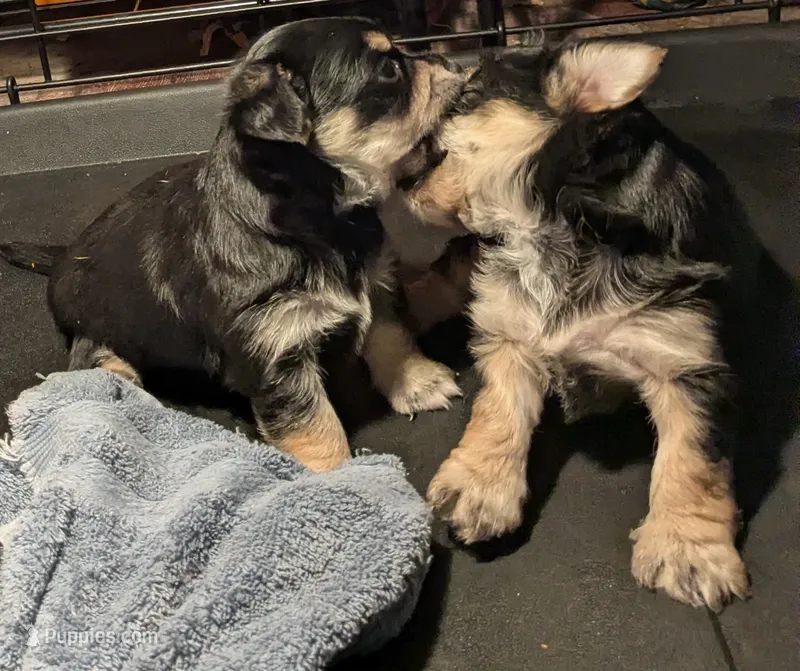 Lil man – Chihuahua, Morkie puppy for sale in Hortense, GA