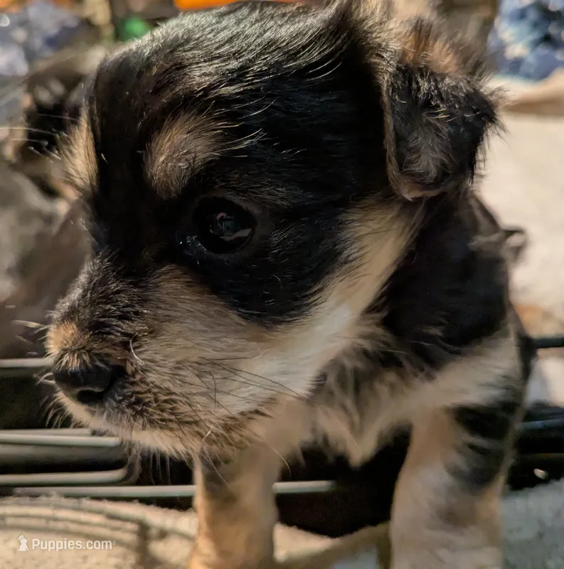 Madea – Morkie puppy for sale in Hortense, GA