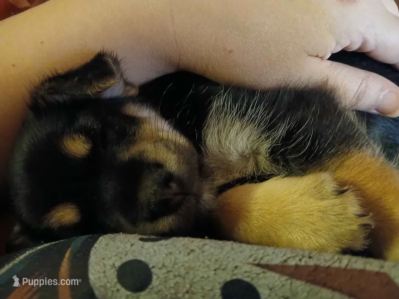 Shortcake – Chihuahua, Morkie puppy for sale in Hortense, GA
