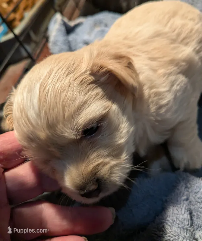 Toby Jr – Morkie puppy on hold in Hortense, GA