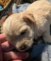 Toby Jr, a male Morkie for sale in Hortense, GA – 1 of 1