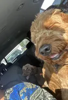 Ryker & T’Wanda, a female Goldendoodle for sale in Detroit, MI – Photo 1 of 3