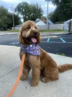 Ryker & T’Wanda, a female Goldendoodle for sale in Detroit, MI – Photo 3 of 3