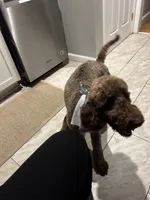 Ryker & T’Wanda, a female Goldendoodle for sale in Detroit, MI – Photo 2 of 3