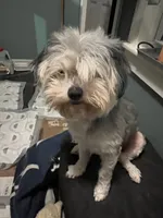 Brutus, a male Maltese and Morkie for sale in Fremont, MI – Photo 5 of 7