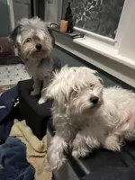 Brutus, a male Maltese and Morkie for sale in Fremont, MI – Photo 6 of 7