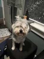 Brutus, a male Maltese and Morkie for sale in Fremont, MI – Photo 3 of 7