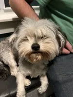 Brutus, a male Maltese and Morkie for sale in Fremont, MI – Photo 1 of 7