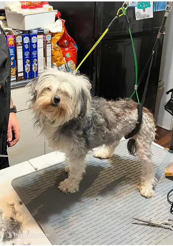 Brutus – Maltese, Morkie puppy for sale in Fremont, MI