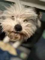 Brutus, a male Maltese and Morkie for sale in Fremont, MI – Photo 2 of 7