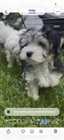 Jack, a male Maltese and Morkie for sale in Fremont, MI – 10 of 10