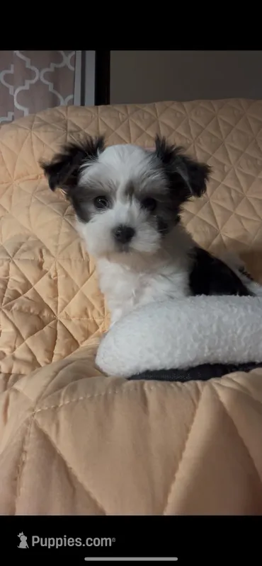Bella – Maltipoo, Maltese puppy for sale in Fremont, MI